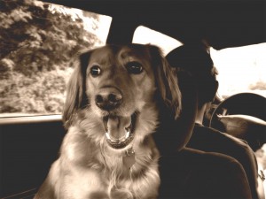 dog in car