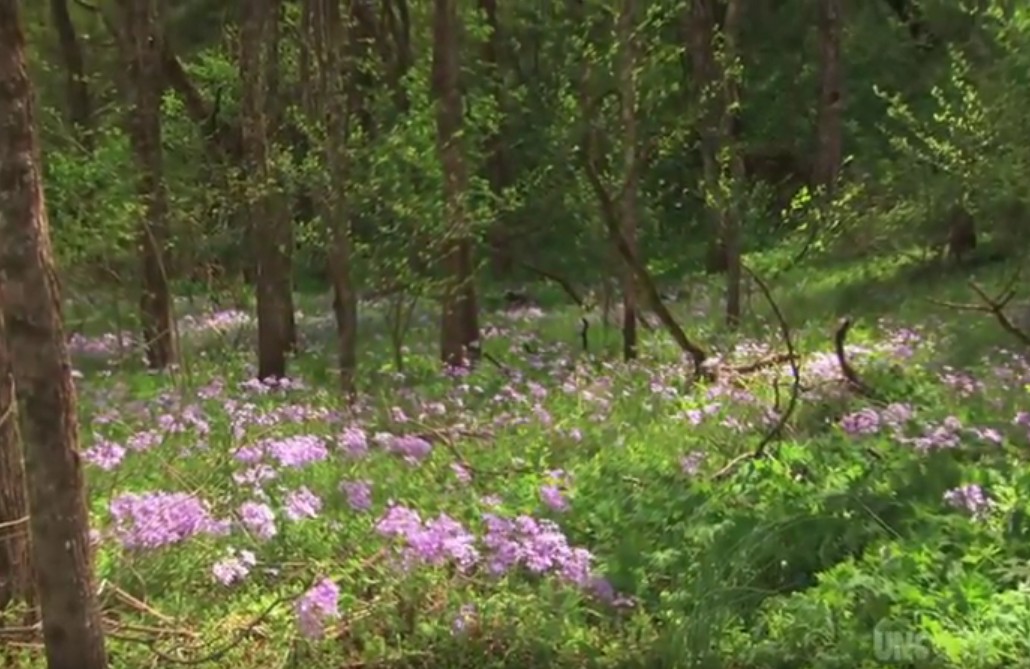 Images courtesy of Great Smoky Mountains Association