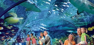 Ripley's Aquarium of the Smokies - TripAdvisor's #1 Aquarium in America