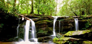 A Walk in the Woods: Smoky Mountain Guided Hiking & Nature Tours