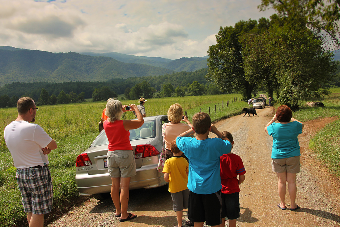 Black Bears in Smoky Mountains National Park