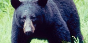 Black Bears & Wildlife in Great Smoky Mountains National Park