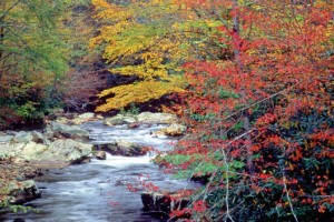 Fall Colors in Great Smoky Mountains National Park