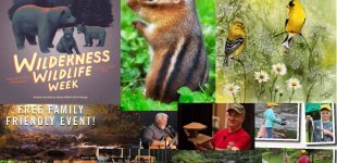 Wilderness Wildlife Week: Every Spring in Pigeon Forge