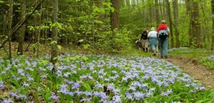The Spring Wildflower Pilgrimage in Great Smoky Mountains National Park