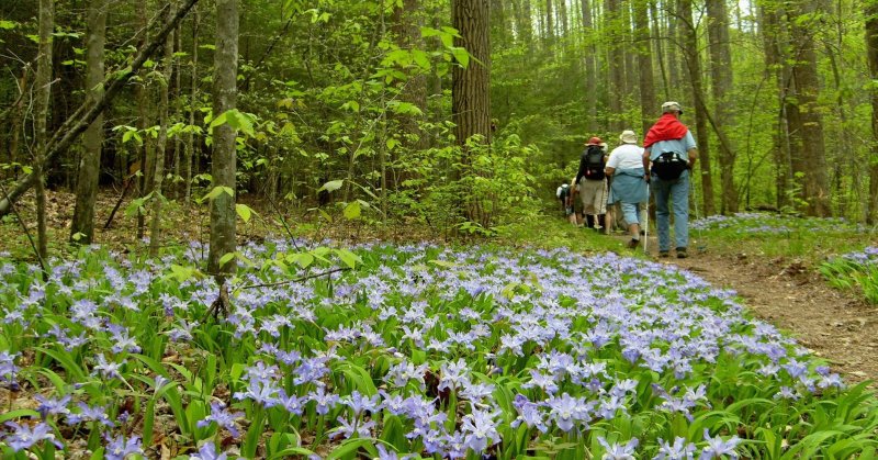 The Spring Wildflower Pilgrimage in Great Smoky Mountains National Park