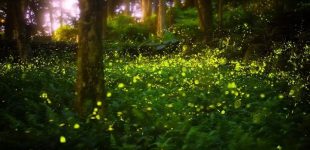 Synchronous Fireflies in the Smoky Mountains