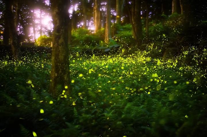 Synchronous Fireflies in the Smoky Mountains