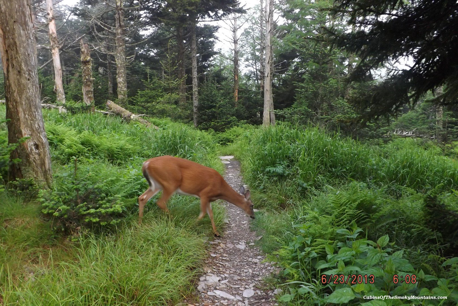 Deer crossing hiking trail heading up to Mt. LeConte