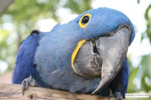 Parrot Mountain and Gardens: Birds and Beauty