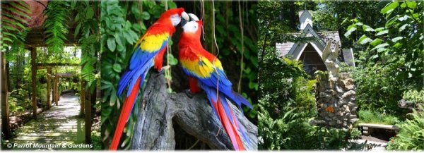 Parrot Mountain and Gardens: Birds and Beauty