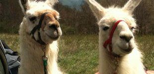 Smoky Mountain Llama Treks